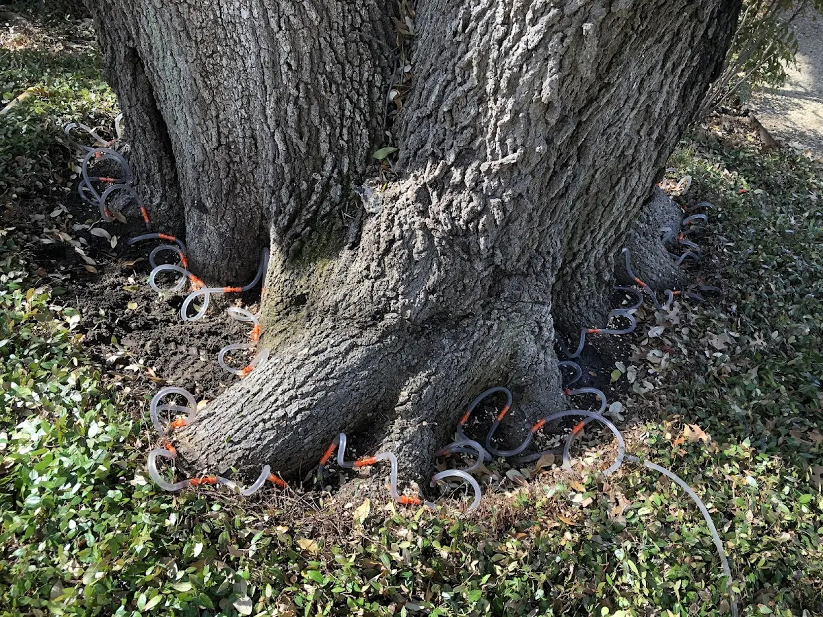Detailed Tree Cabling and Bracing job site in Watson